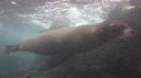 Galapagos onder water (38)