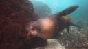 Galapagos onder water (41)