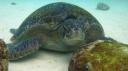 Galapagos onder water (59)