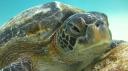 Galapagos onder water (64)
