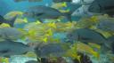 Galapagos onder water (72)