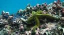 Galapagos onder water (93)