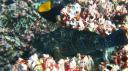 Galapagos onder water (94)