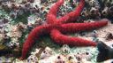 Galapagos onder water (99)