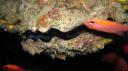 Galapagos onder water (106)