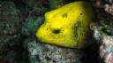 Galapagos onder water (108)