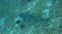 Galapagos onder water (112)