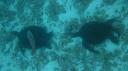 Galapagos onder water (115)