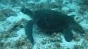 Galapagos onder water (116)