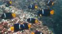 Galapagos onder water (120)