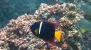 Galapagos onder water (121)