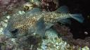 Galapagos onder water (129)