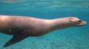 Galapagos onder water (143)