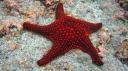 Galapagos onder water (149)