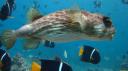 Galapagos onder water (162)