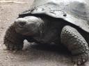 280 reuzenschildpadden (5)