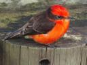 291 Pajaro Brujo