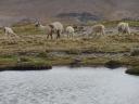 376 Colca Canyon trekking 3e dag (26)