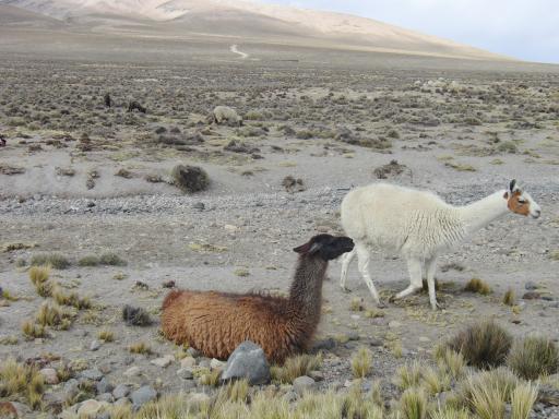 376 Colca Canyon trekking 3e dag (28)