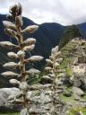 520 Machupicchu (50)