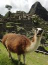520 Machupicchu (47)
