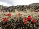 399 Inca ruines Pisac (17) (800x600)