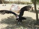559 dierentuin condor (5) (800x600)