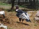 559 dierentuin condor (2) (800x600)