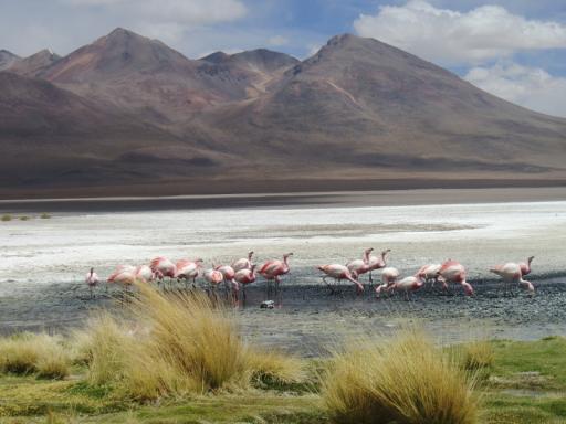 609 dag 2 van Uyuni naar Tupiza (38) (800x600)