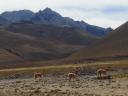 629 vicuna's (1) (800x600)