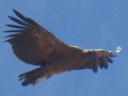 634 condor (4) (320x240)
