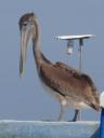 787 vogels in Livingston (10) (600x800)