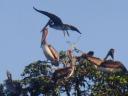 787 vogels in Livingston (4) (800x600)