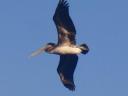 787 vogels in Livingston (3) (800x600)
