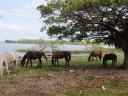 798 Granada (35) paarden aan Meer van Nicaragua (800x600)