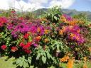 806 Mi jardin es su  jardin (12) (800x600)