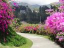 806 Mi jardin es su  jardin (2) (800x600)