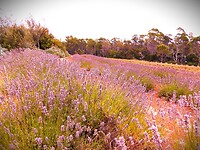 Tasmanië, Australië
