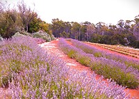 Tasmanië, Australië