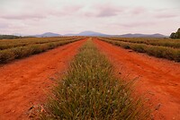 Tasmanië, Australië