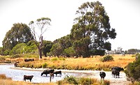 Tasmanië, Australië