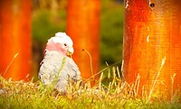 Tasmanië, Australië