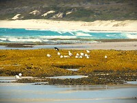 Tasmanië, Australië