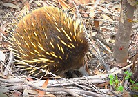 Tasmanië, Australië