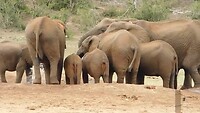 Olifanten in Addo