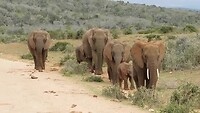 olifanten in Addo