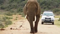 olifanten in Addo