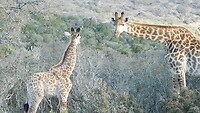 Giraffen