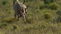 vechtende kudu's