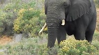 olifant